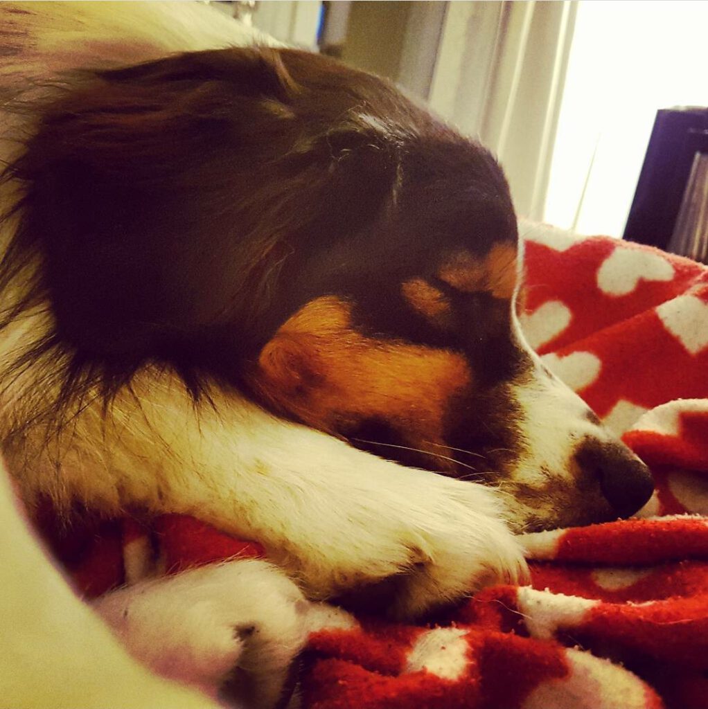 Auf Reisen mit Hund braucht Mika etwas länger, um in den Schlaf zu finden.